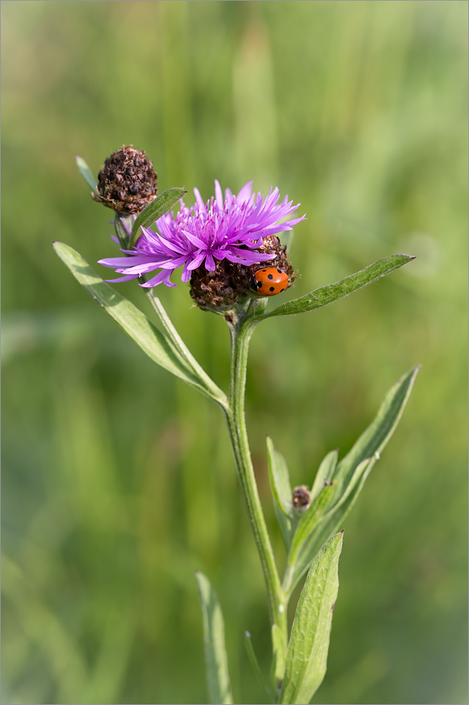 Изображение особи Centaurea jacea.