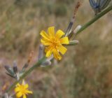 Chondrilla juncea