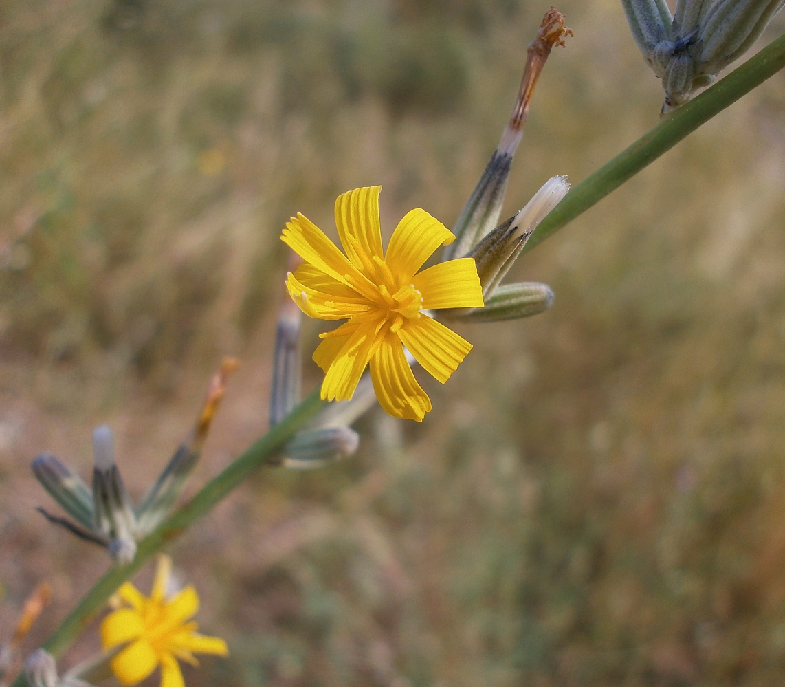 Изображение особи Chondrilla juncea.