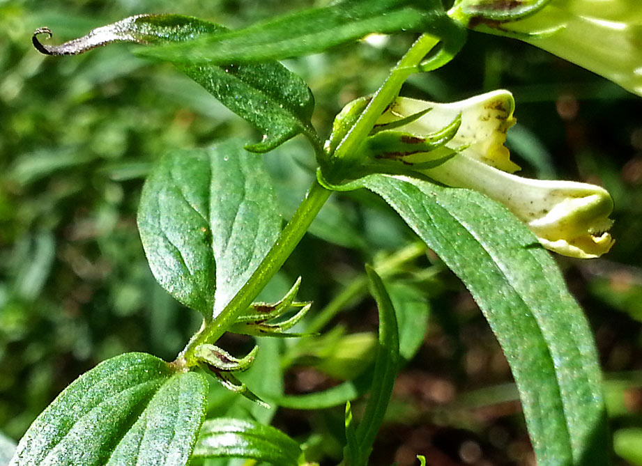 Изображение особи Melampyrum pratense.