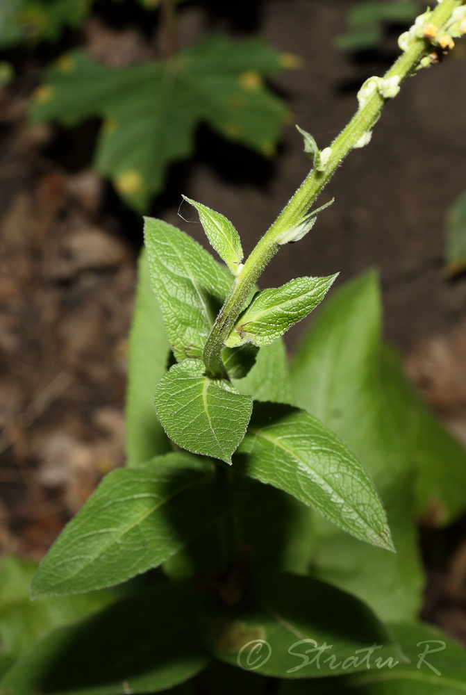 Изображение особи Verbascum nigrum.