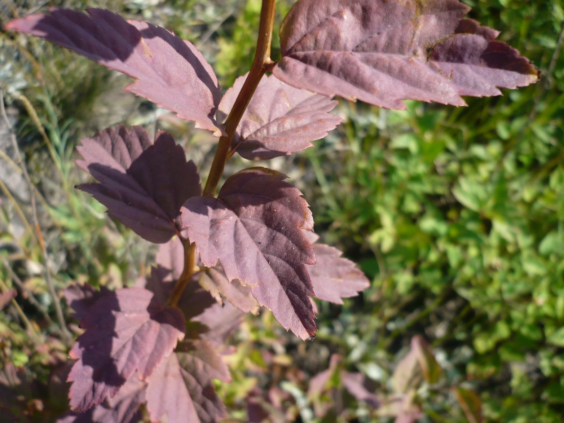 Изображение особи Spiraea chamaedryfolia.