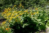 Telekia speciosa. Цветущие растения. Германия, г. Дюссельдорф, Ботанический сад университета. 03.07.2014.