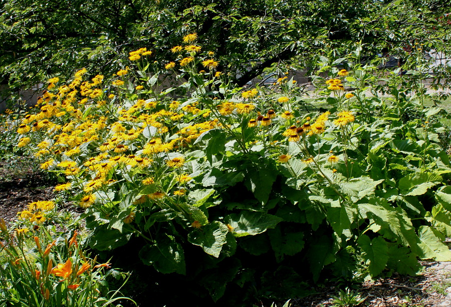 Изображение особи Telekia speciosa.