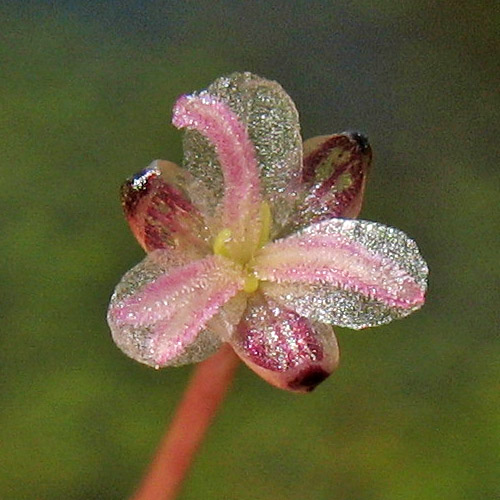 Изображение особи Elodea canadensis.