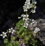 Saxifraga sibirica