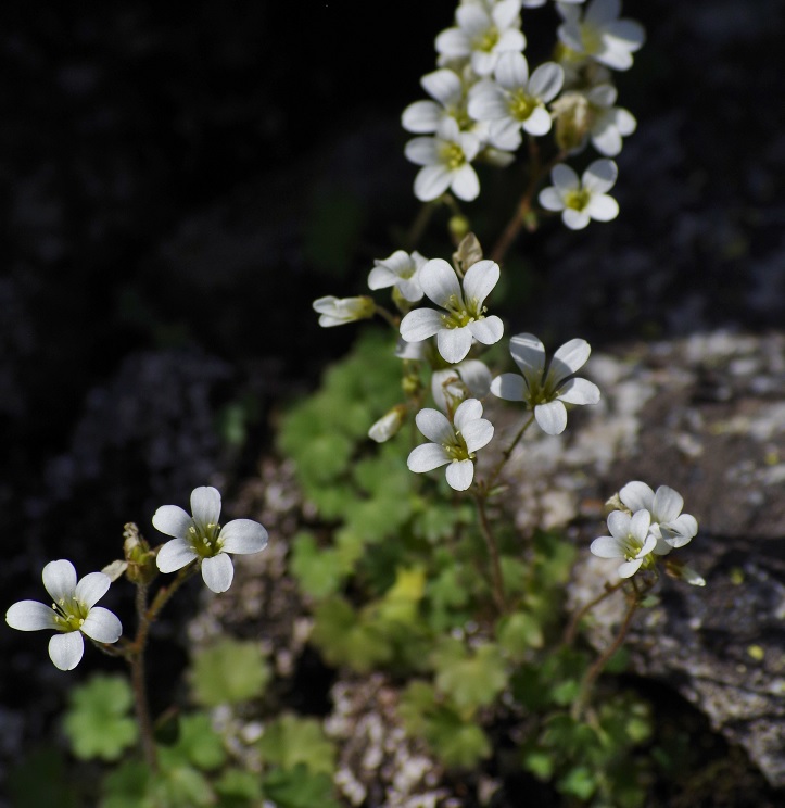 Изображение особи Saxifraga sibirica.