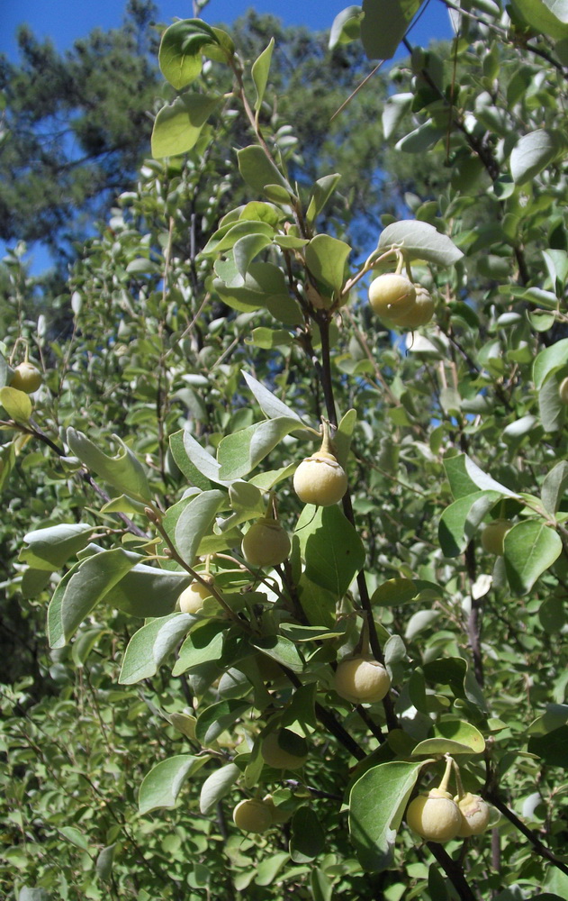 Image of Styrax officinalis specimen.