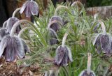 Pulsatilla bohemica