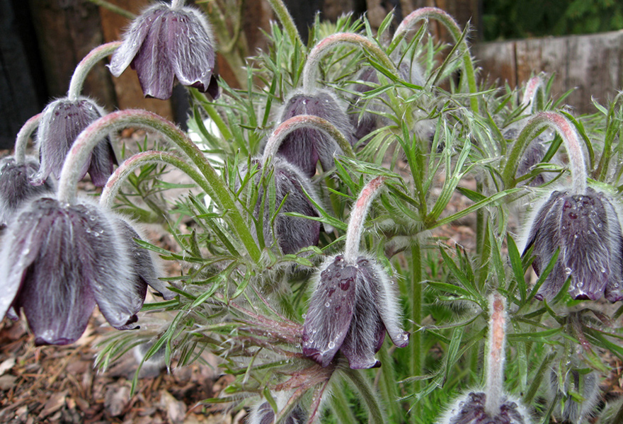 Image of Pulsatilla bohemica specimen.