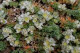 Paronychia kapela subspecies serpyllifolia. Побеги с соцветиями. Германия, г. Крефельд, Ботанический сад. 06.09.2014.