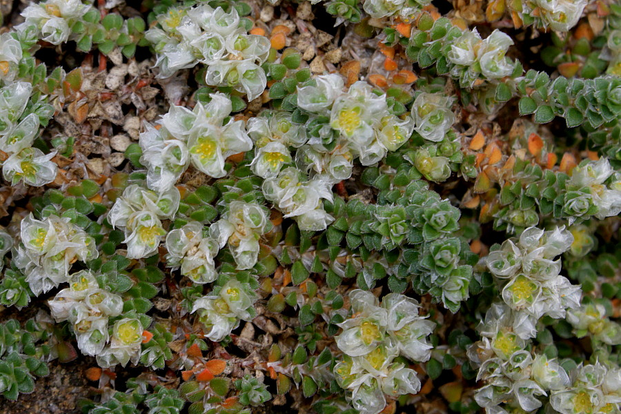 Изображение особи Paronychia kapela ssp. serpyllifolia.