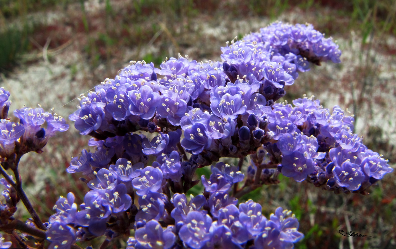 Image of Limonium gmelinii specimen.