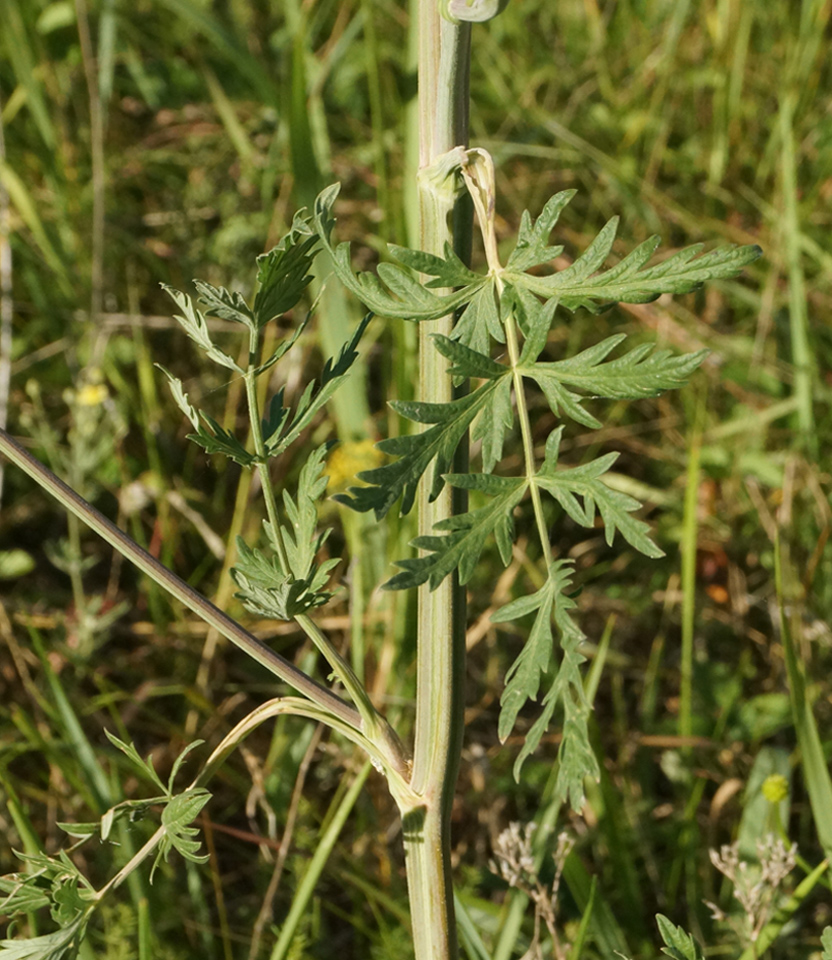 Image of Seseli libanotis specimen.