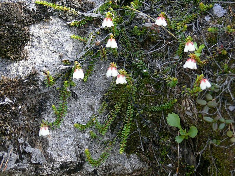 Image of Harrimanella stelleriana specimen.
