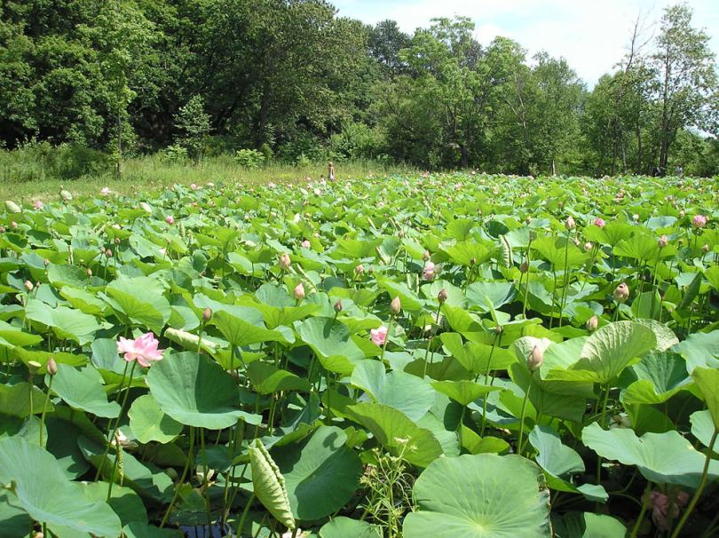 Image of Nelumbo komarovii specimen.