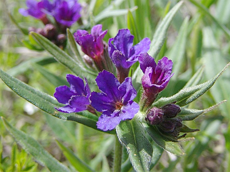Image of Aegonychon purpureocaeruleum specimen.