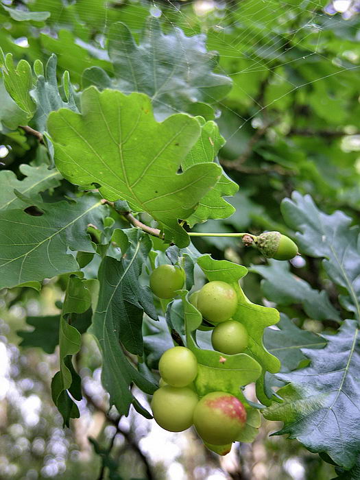 Image of Quercus robur specimen.