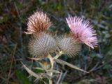 Cirsium laniflorum