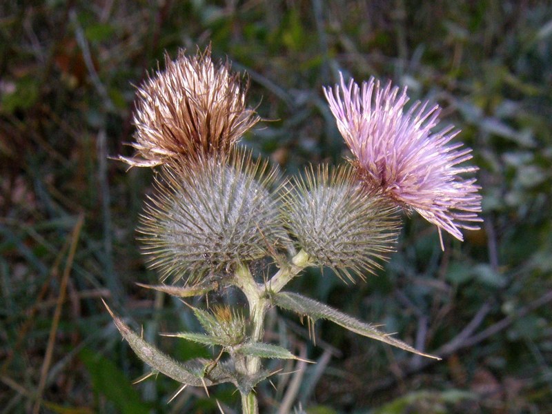 Image of Cirsium laniflorum specimen.