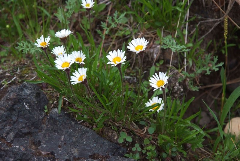 Image of Erigeron silenifolius specimen.