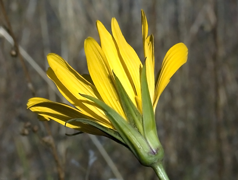 Image of Tragopogon orientalis specimen.