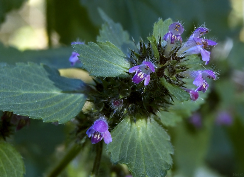 Изображение особи Galeopsis bifida.