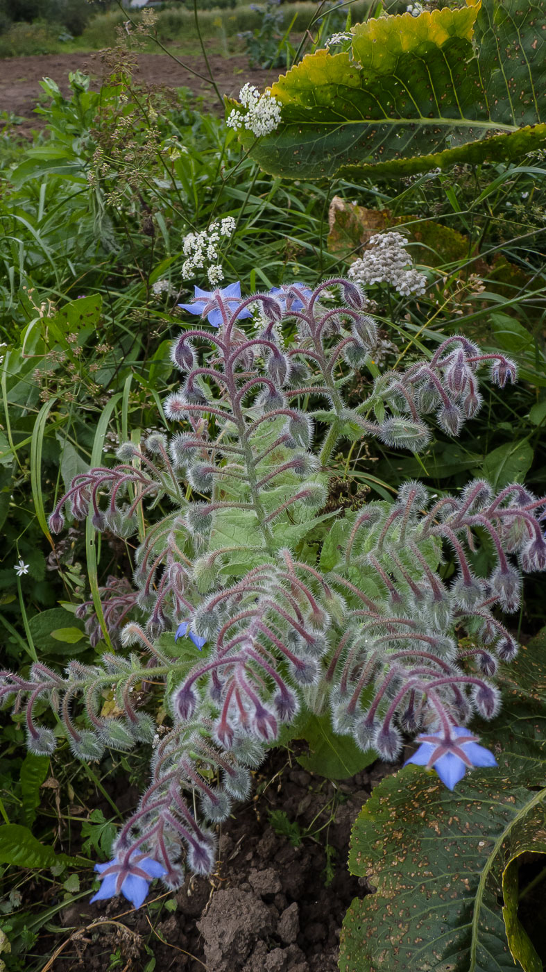 Image of Borago officinalis specimen.