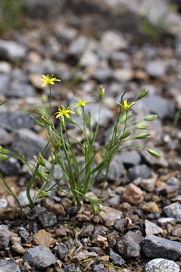 Image of genus Gagea specimen.