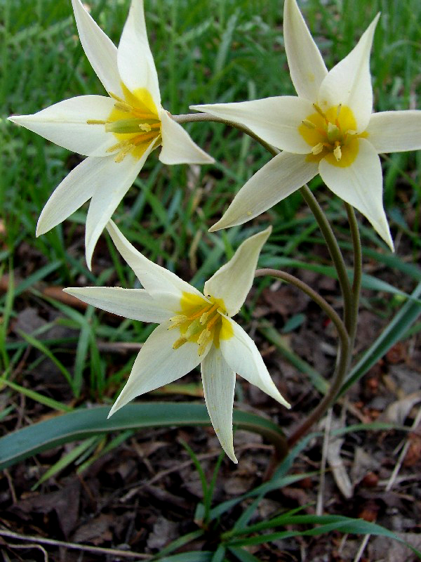 Изображение особи Tulipa bifloriformis.