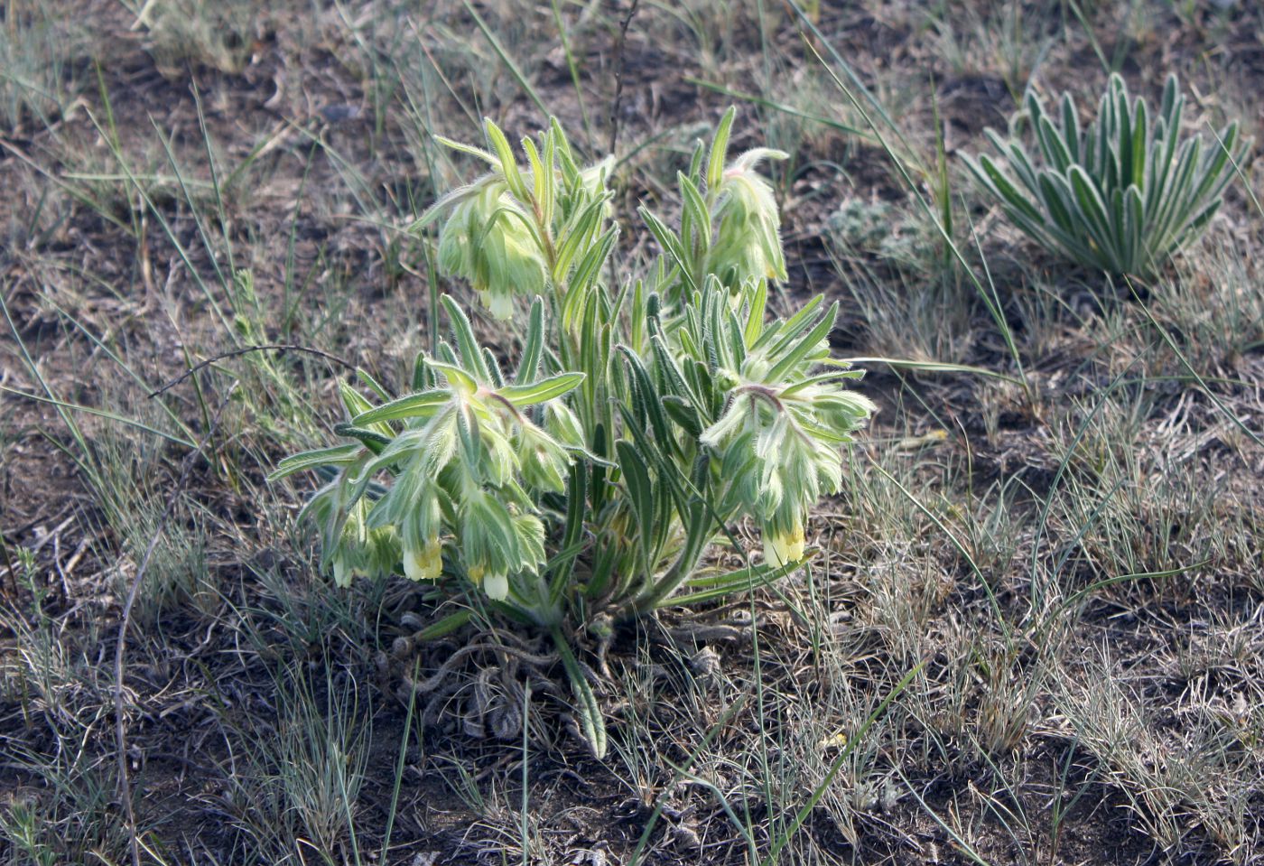 Image of Onosma gmelinii specimen.