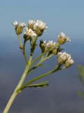 Achillea abrotanoides. Верхушка побега с соцветиями. Черногория, нац. парк Ловчен, гора Ловчен, вершина Језерски врх, у лестницы к мавзолею Петра II Петровича Негоша, нарушенная каменистая горная степь. 10.10.2014.