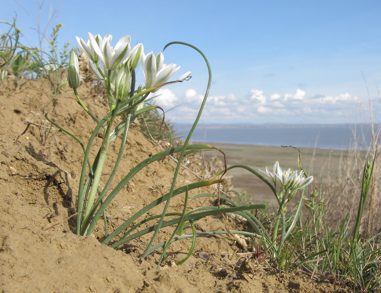 Image of Ornithogalum navaschinii specimen.