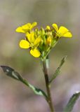 Erysimum hieraciifolium. Верхушка побега с соцветием. Кольский п-ов, Кандалакшский берег Белого моря, каменистая коса. 24.06.2015.