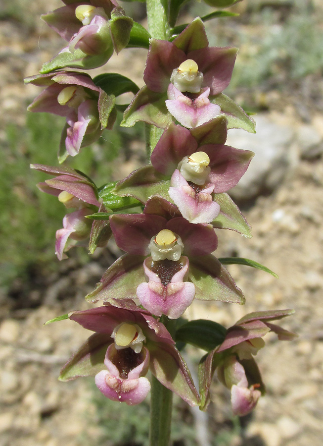 Изображение особи Epipactis helleborine.