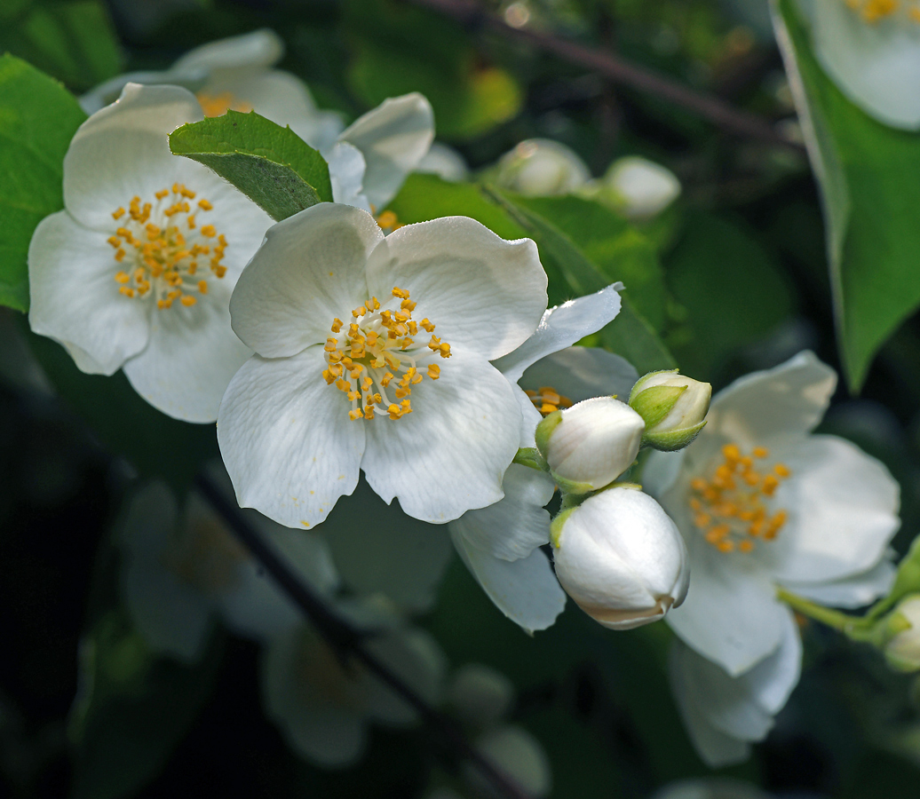 Изображение особи Philadelphus coronarius.