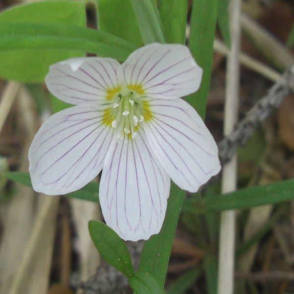 Image of Oxalis acetosella specimen.