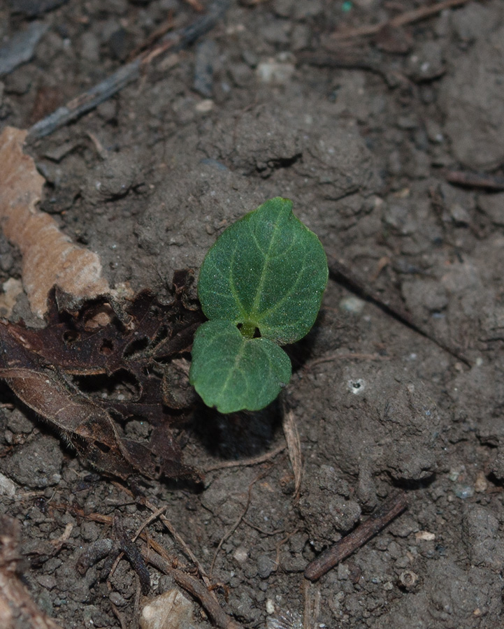 Image of Alcea rosea specimen.