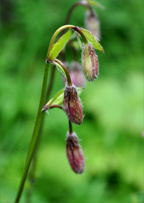 Image of Lilium pilosiusculum specimen.