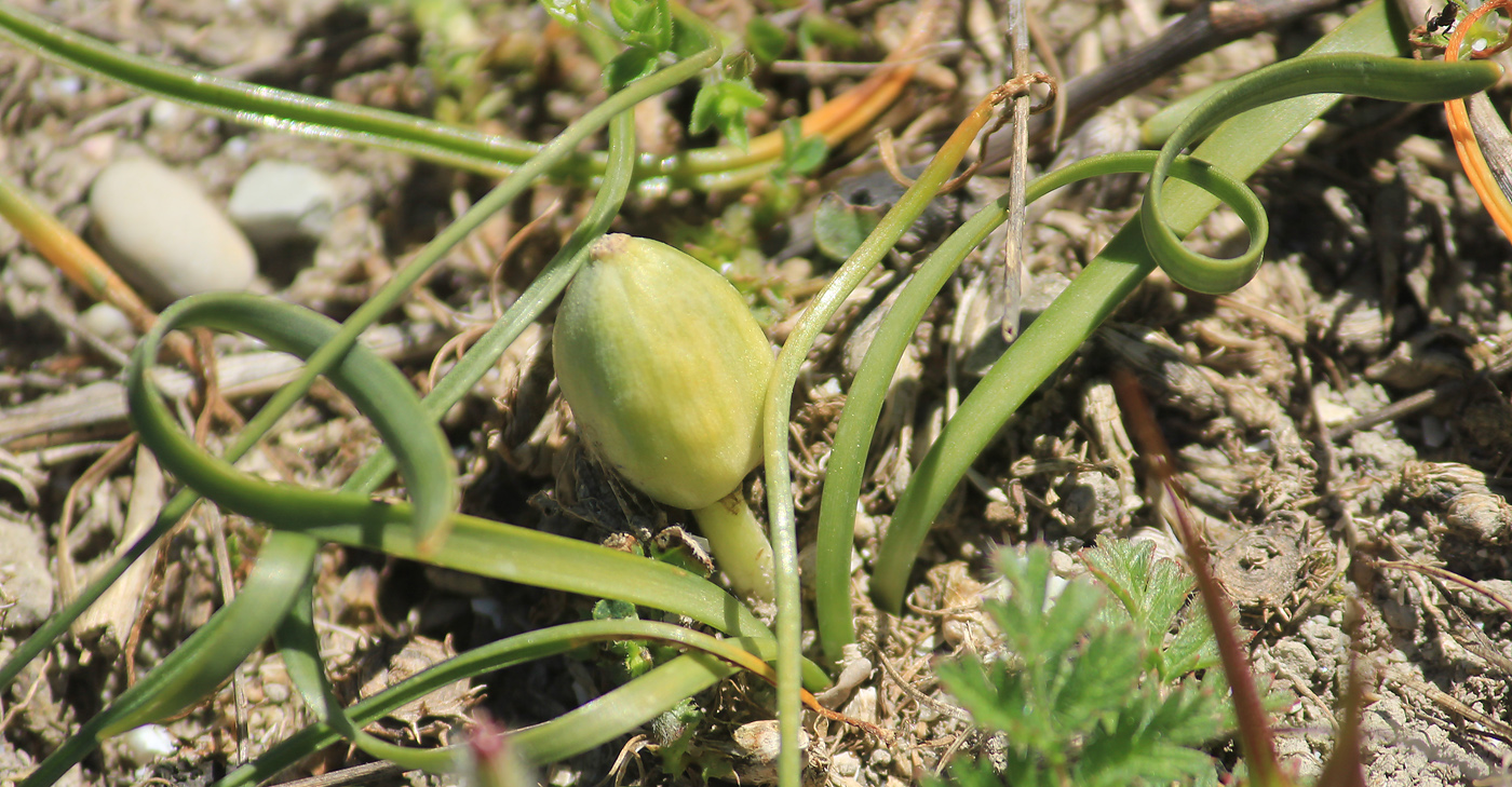 Image of Sternbergia colchiciflora specimen.