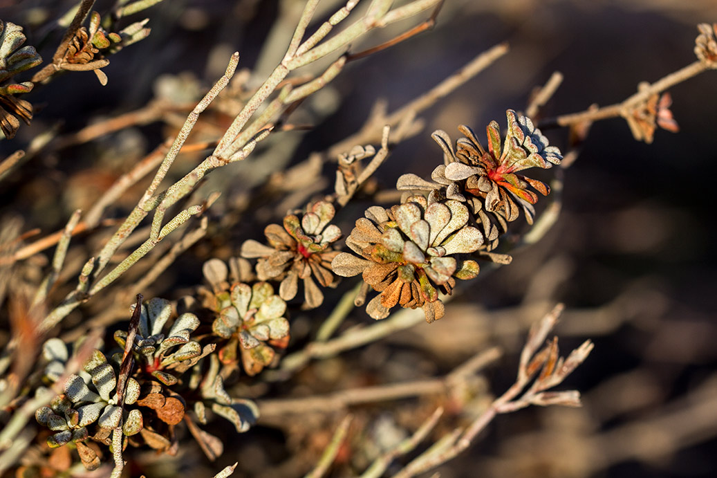 Изображение особи Limonium roridum.