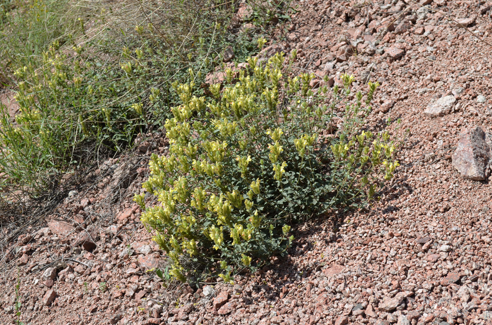 Image of Scutellaria adenostegia specimen.