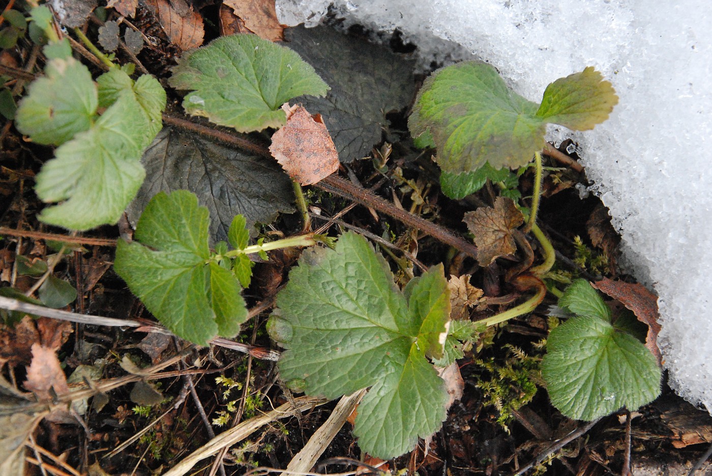 Изображение особи Geum rivale.