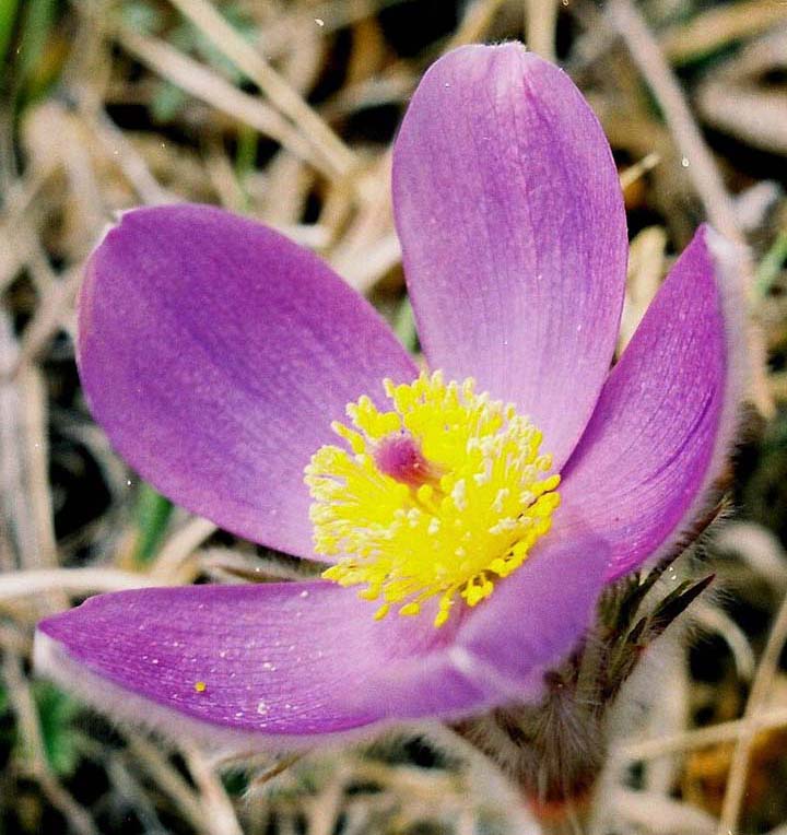 Изображение особи Pulsatilla multifida.