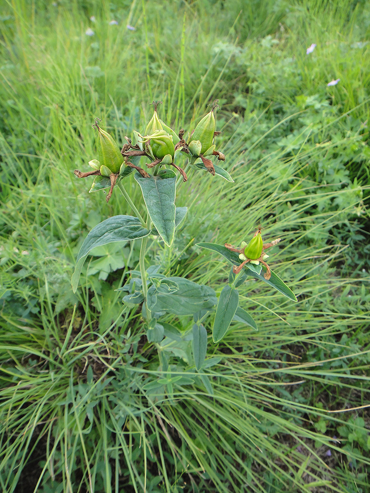 Image of Hypericum ascyron specimen.