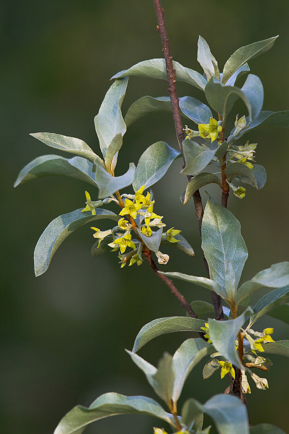 Image of Elaeagnus commutata specimen.