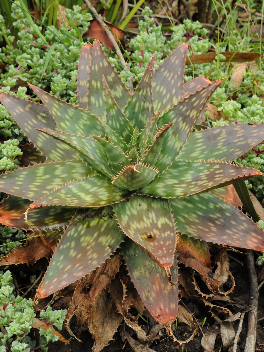 Изображение особи Aloe maculata.