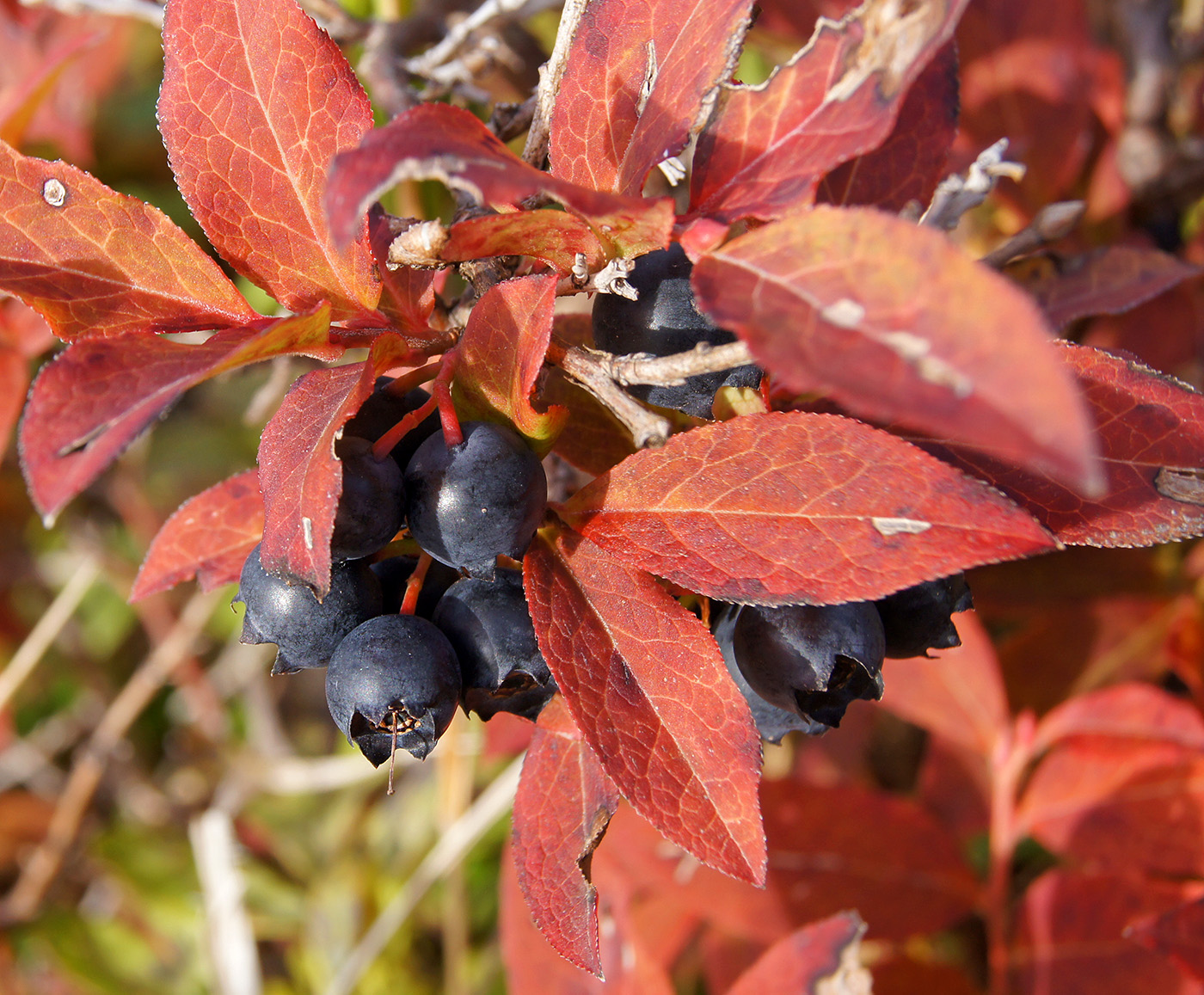 Image of Vaccinium smallii specimen.