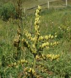 Veratrum lobelianum