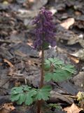 Corydalis solida